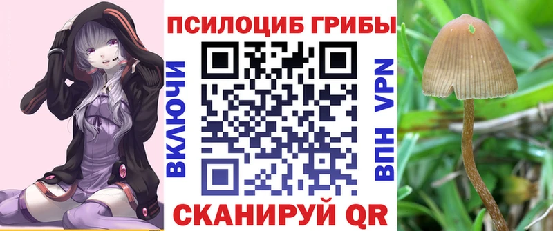 kraken рабочий сайт  Владикавказ  darknet официальный сайт  как найти наркотики  Псилоцибиновые грибы Psilocybe 